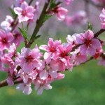 شعر بهار می آید از اسماعیل تقوایی شعر بهار می آید از اسماعیل تقوایی