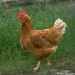 شعر طنز قیمت مرغ : تو ای بالا نشین بر ما نظر کن شعر طنز قیمت مرغ : تو ای بالا نشین بر ما نظر کن